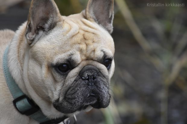 Lemmikkimessut Messukeskuksessa lauantaina ja sunnuntaina. Meid&auml;n ranskanbulldoggi Uuno ei t&auml;ll&auml; kertaa saavu paikalle vaikka lapsita niin hurjasti pit&auml;&auml;kin.