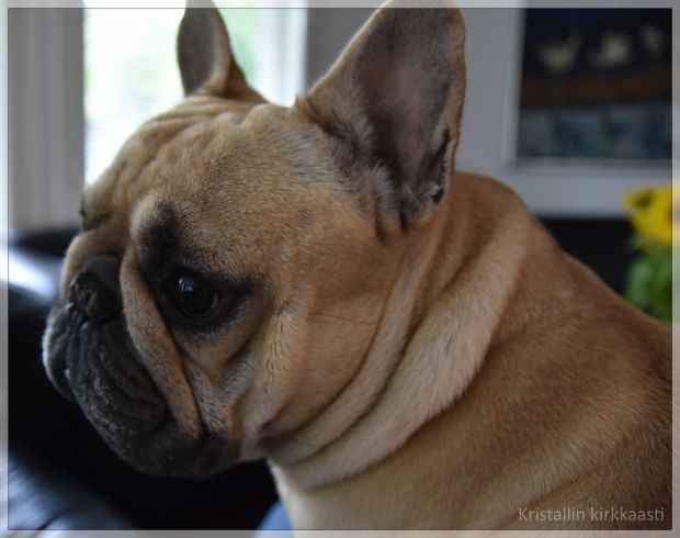 Ranskanbulldoggi Uuno olohuoneessa.