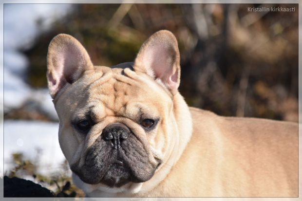 Ranskanbulldoggi Uuno Lopen m&ouml;kkimaisemissa.